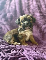 CKC - Chubbs, a male Yorkshire Terrier and Shorkie for sale in Chillicothe, OH – 3 of 10