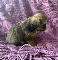 CKC Carlos , a male Yorkshire Terrier and Shorkie for sale in Chillicothe, OH – 7 of 10