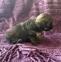 CKC - Chief , a male Yorkshire Terrier and Shorkie for sale in Chillicothe, OH – 6 of 9