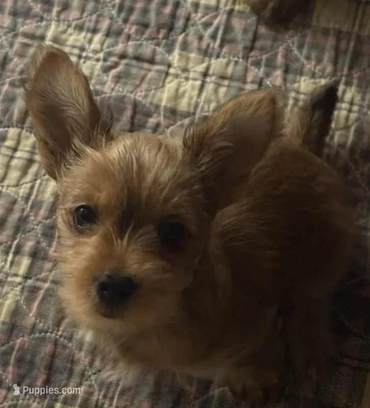 AKC/CKC - Sunshine - Blonde – Yorkshire Terrier puppy for sale in Chillicothe, OH