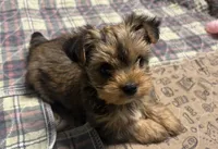 AKC/CKC Kiwi - Sable, a female Yorkshire Terrier for sale in Chillicothe, OH – 2 of 9