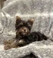 Indie - AKC/CKC Dark Chocolate Female, a female Yorkshire Terrier for sale in Chillicothe, OH – Photo 8 of 8