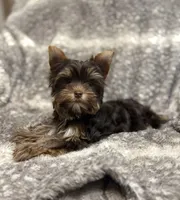 Indie - AKC/CKC Dark Chocolate Female, a female Yorkshire Terrier for sale in Chillicothe, OH – Photo 6 of 8