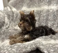 Indie - AKC/CKC Dark Chocolate Female, a female Yorkshire Terrier for sale in Chillicothe, OH – Photo 5 of 8