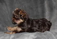 AKC/CKC Dark Chocolate Female, a female Yorkshire Terrier for sale in Chillicothe, OH – Photo 5 of 5