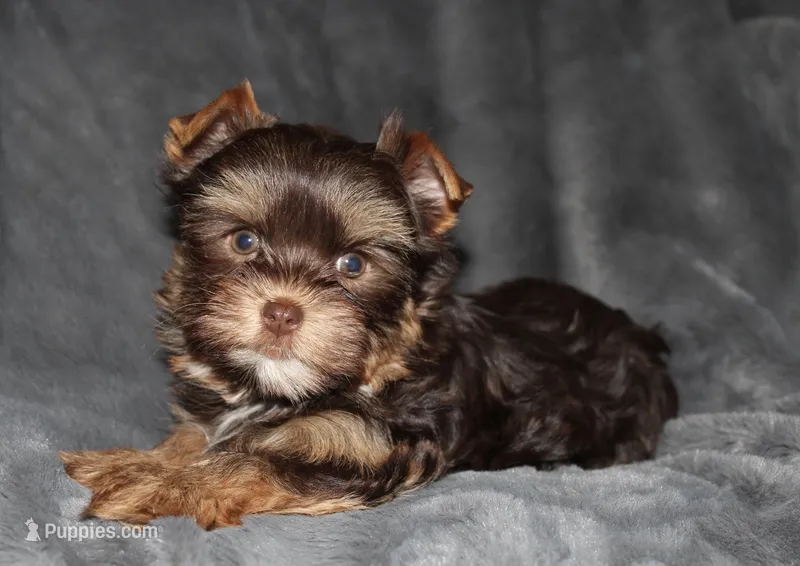 AKC/CKC Dark Chocolate Female
