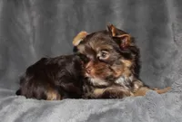 AKC/CKC Dark Chocolate Female, a female Yorkshire Terrier for sale in Chillicothe, OH – Photo 4 of 5