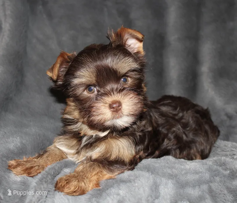 AKC/CKC Dark Chocolate Female