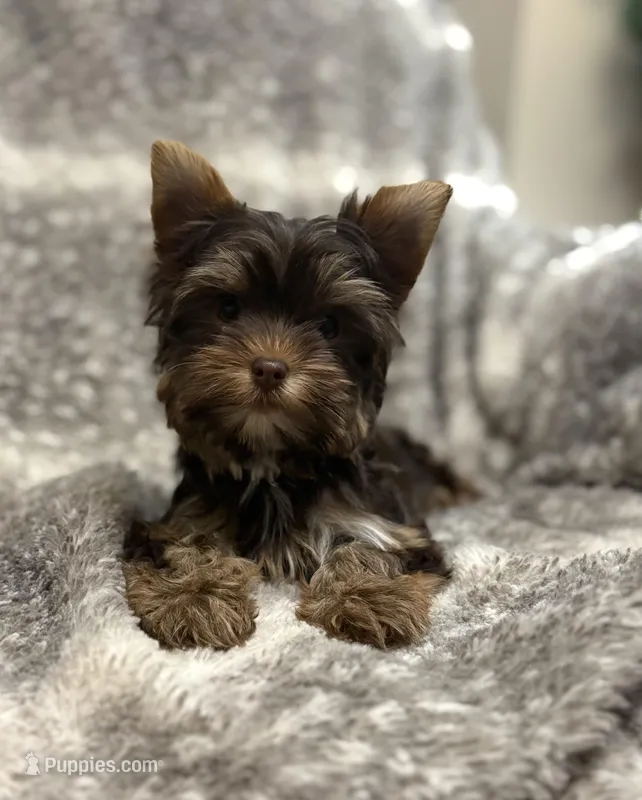 Indie - AKC/CKC Dark Chocolate Female – Yorkshire Terrier puppy for sale in Chillicothe, OH