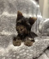 Indie - AKC/CKC Dark Chocolate Female, a female Yorkshire Terrier for sale in Chillicothe, OH – Photo 3 of 8