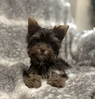 Indie - AKC/CKC Dark Chocolate Female, a female Yorkshire Terrier for sale in Chillicothe, OH – Photo 2 of 8