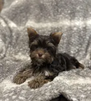 Indie - AKC/CKC Dark Chocolate Female, a female Yorkshire Terrier for sale in Chillicothe, OH – Photo 7 of 8