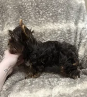 Indie - AKC/CKC Dark Chocolate Female, a female Yorkshire Terrier for sale in Chillicothe, OH – Photo 4 of 8