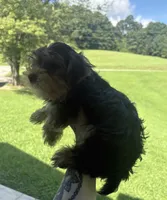 AKC/CKC Stitch, a male Yorkshire Terrier for sale in Chillicothe, OH – 5 of 10