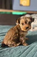 AKC/CKC Kiwi - Sable, a female Yorkshire Terrier for sale in Chillicothe, OH – 4 of 9
