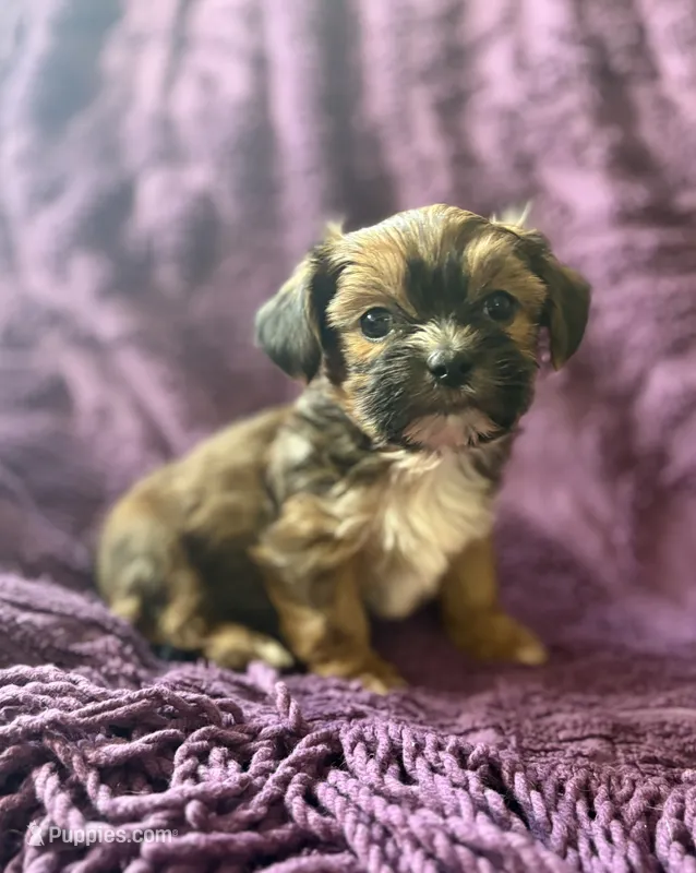 CKC - Chubbs – Yorkshire Terrier, Shorkie puppy for sale in Chillicothe, OH