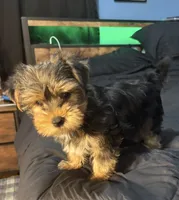 AKC/CKC Stitch, a male Yorkshire Terrier for sale in Chillicothe, OH – 7 of 10
