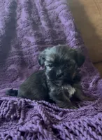 CKC - Chief , a male Yorkshire Terrier and Shorkie for sale in Chillicothe, OH – 5 of 9