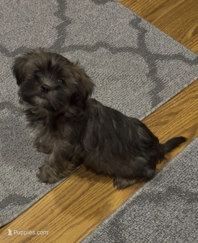 CKC - Chief  – Yorkshire Terrier, Shorkie puppy for sale in Chillicothe, OH