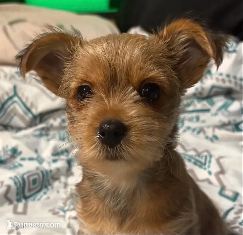 AKC/CKC - Sunshine - Blonde – Yorkshire Terrier puppy for sale in Chillicothe, OH