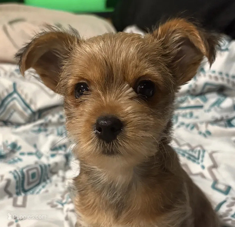 AKC/CKC - Sunshine - Blonde – Yorkshire Terrier puppy for sale in Chillicothe, OH