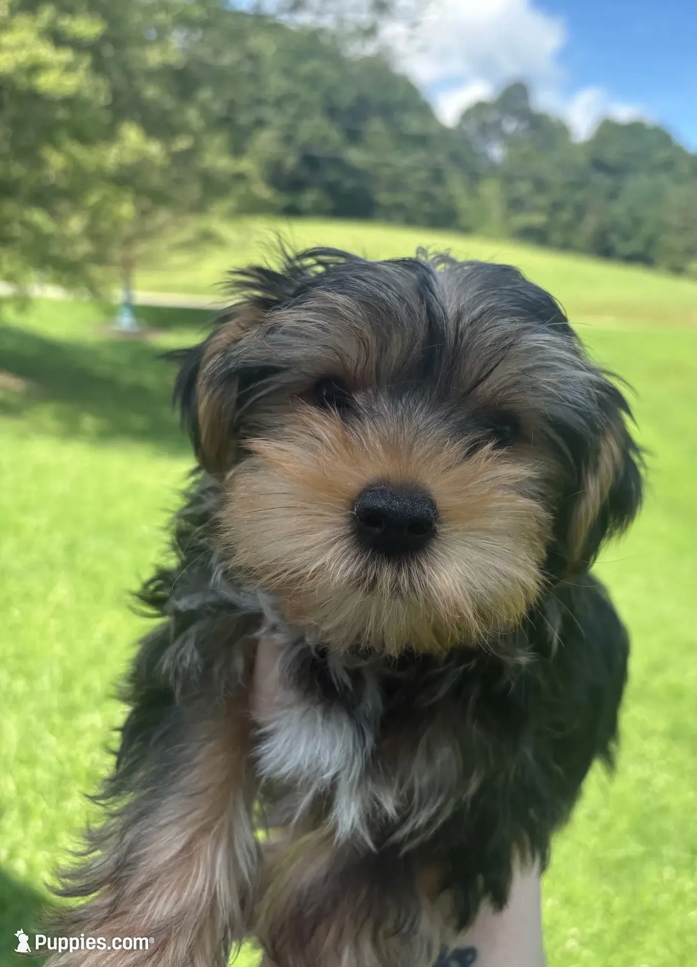 AKC/CKC Stitch, a male Yorkshire Terrier for sale in Chillicothe, OH – 4 of 10