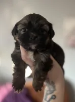 CKC - Chief , a male Yorkshire Terrier and Shorkie for sale in Chillicothe, OH – 3 of 9