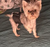 Coopee - AKC/CKC Small Blonde Chocolate, a male Yorkshire Terrier for sale in Chillicothe, OH – 4 of 8