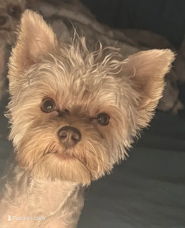 Coopee - AKC/CKC Small Blonde Chocolate – Yorkshire Terrier puppy for sale in Chillicothe, OH