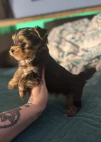 AKC/CKC Stitch, a male Yorkshire Terrier for sale in Chillicothe, OH – 4 of 8