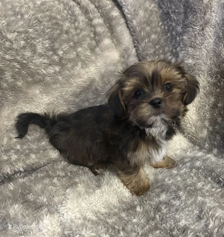 CKC Carlos  – Yorkshire Terrier, Shorkie puppy for sale in Chillicothe, OH