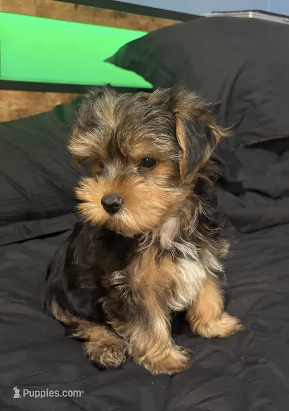 AKC/CKC Stitch – Yorkshire Terrier puppy for sale in Chillicothe, OH