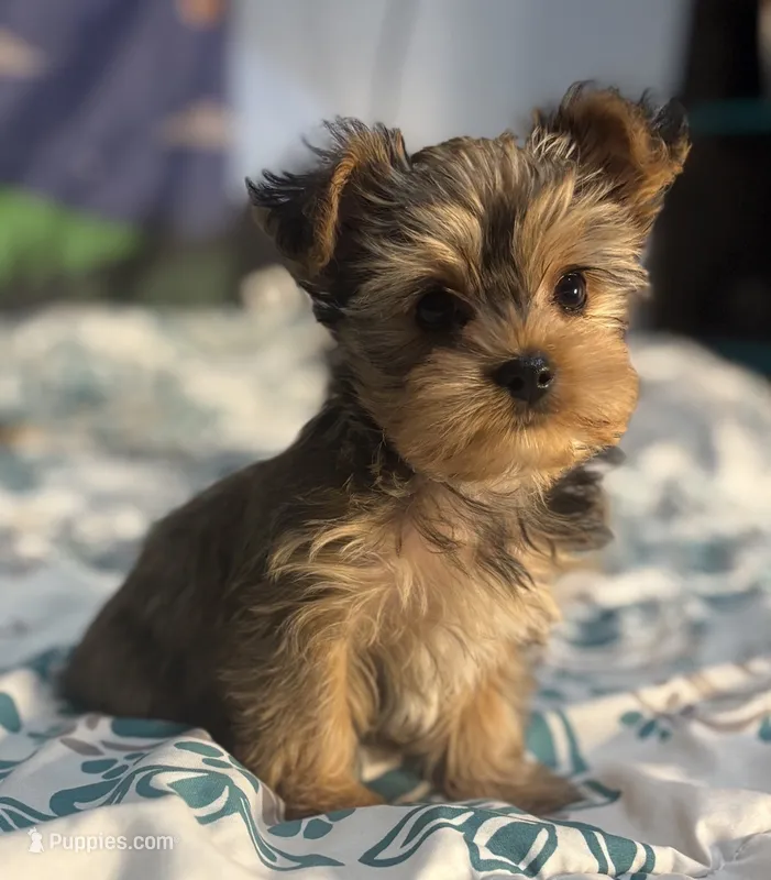 AKC/CKC Kiwi - Sable – Yorkshire Terrier puppy for sale in Chillicothe, OH