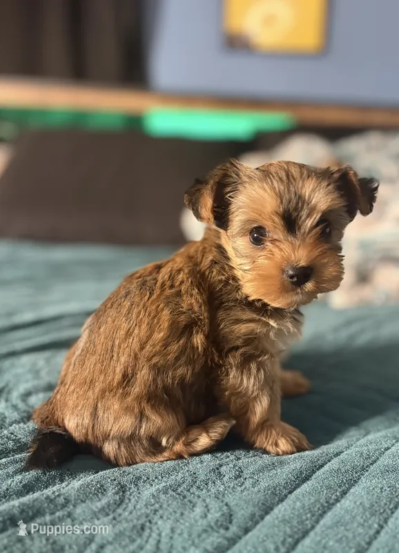 AKC/CKC Kiwi - Sable – Yorkshire Terrier puppy for sale in Chillicothe, OH