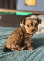 AKC/CKC Kiwi - Sable, a female Yorkshire Terrier for sale in Chillicothe, OH – 6 of 9