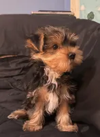 AKC/CKC Stitch, a male Yorkshire Terrier for sale in Chillicothe, OH – 8 of 10