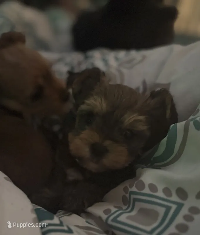 AKC/CKC Oslo - Sable – Yorkshire Terrier puppy for sale in Chillicothe, OH