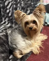 AKC/CKC Kiwi - Sable, a female Yorkshire Terrier for sale in Chillicothe, OH – 9 of 9