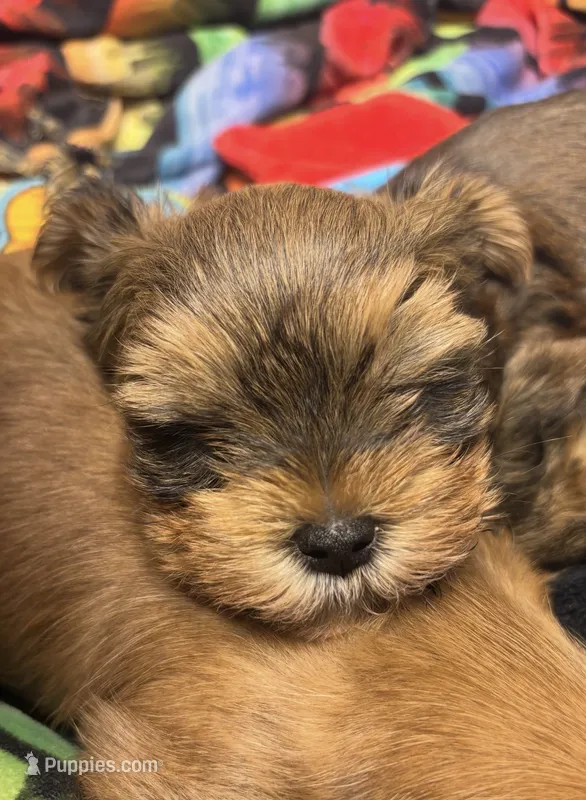 AKC/CKC Oslo - Sable – Yorkshire Terrier puppy for sale in Chillicothe, OH
