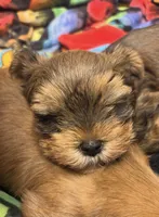 AKC/CKC Oslo - Sable, a male Yorkshire Terrier for sale in Chillicothe, OH – 1 of 7