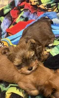 AKC/CKC Oslo - Sable, a male Yorkshire Terrier for sale in Chillicothe, OH – 3 of 7