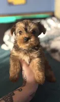 AKC/CKC Kiwi - Sable, a female Yorkshire Terrier for sale in Chillicothe, OH – 1 of 9