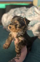 AKC/CKC Stitch, a male Yorkshire Terrier for sale in Chillicothe, OH – 3 of 8