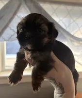 CKC - Chief , a male Yorkshire Terrier and Shorkie for sale in Chillicothe, OH – 4 of 9