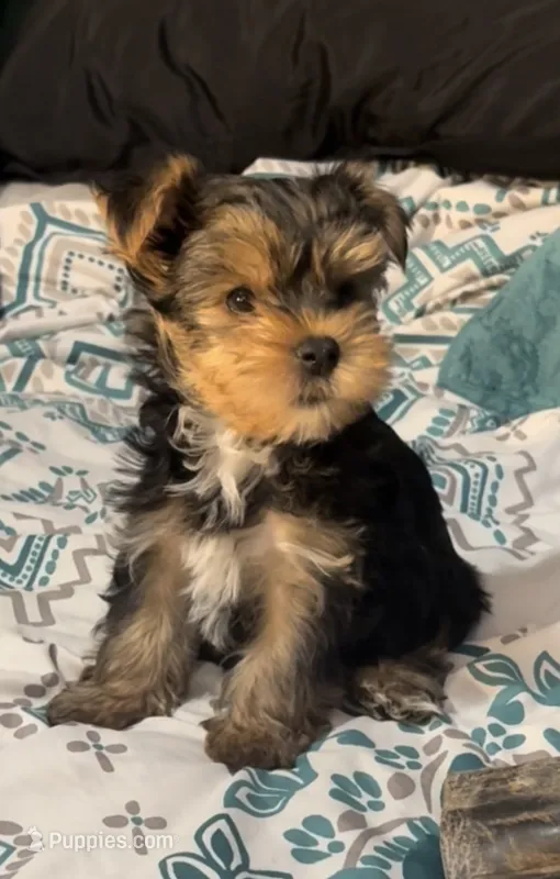 AKC/CKC Stitch – Yorkshire Terrier puppy for sale in Chillicothe, OH