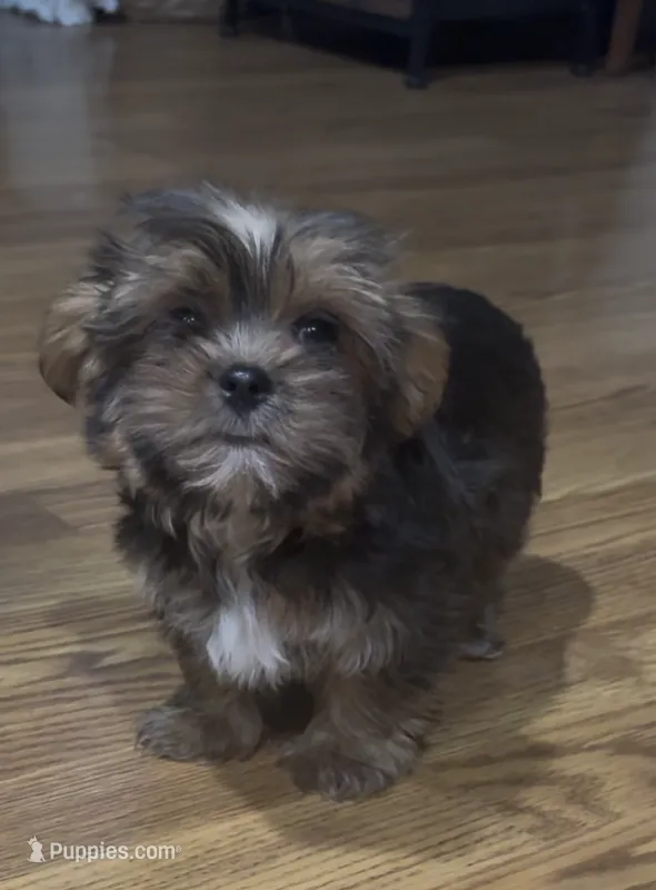CKC Carlos  – Yorkshire Terrier, Shorkie puppy for sale in Chillicothe, OH