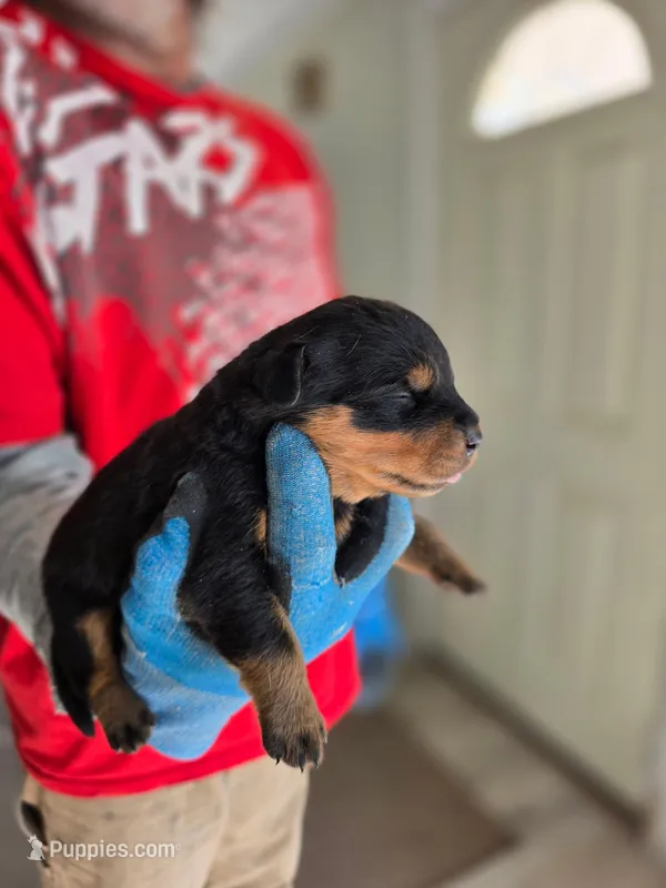 Rotty