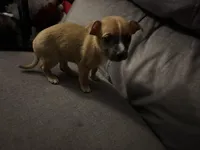 Milo, a male Chiweenie for sale in Lake Odessa, MI – Photo 2 of 2