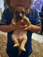 Milo, a male Chiweenie for sale in Lake Odessa, MI – Photo 1 of 2