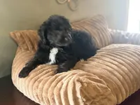 Bran, a male Miniature Aussiedoodle for sale in Glencoe, KY – Photo 6 of 6